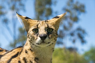 Serval (Leptailurus serval)