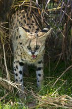 Serval (Leptailurus serval) hissing