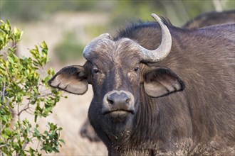 Cape buffalo (Syncerus caffer) with a horn