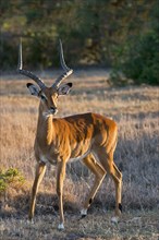 Impala (Aepyceros melampus)