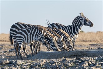 Plains Zebra (Equus quagga) drinking at artificial waterhole