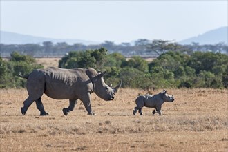White Rhinoceros (Ceratotherium simum) walking with young animal over steppe