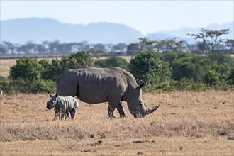 White Rhinoceros (Ceratotherium simum) feeding
