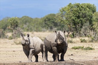 Black rhinos (Diceros bicornis) after a mud bath