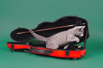 Purebred cat