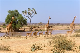 Reticulated Giraffe (Giraffa camelopardalis reticulata) with Impalas (Aepyceros melampus)