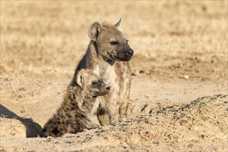 Spotted hyena (Crocuta crocuta) with young looking out of the den