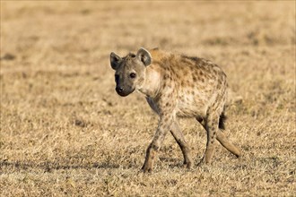 Spotted hyena (Crocuta crocuta) in dry grass