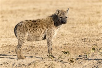 Spotted hyena (Crocuta crocuta) in the Ol Pejeta reserve