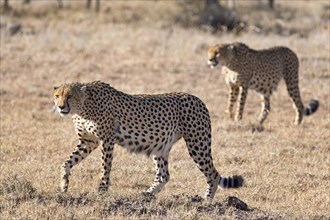 Cheetah (Acinonyx jubatus) walking through dry grass