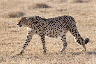 Cheetah (Acinonyx jubatus) walking in dry grass