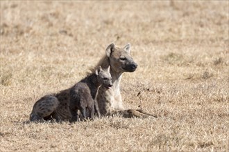 Spotted hyena (Crocuta crocuta) with young in the dry grass