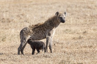 Spotted hyena (Crocuta crocuta) suckling young