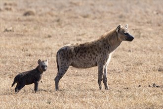 Spotted hyena (Crocuta crocuta) with young