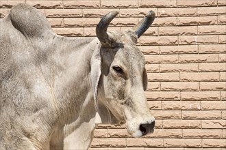 Zebu (Bos primigenius indicus) in front of house wall