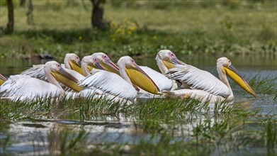Group Great white pelicans (Pelecanus onocrotalus)