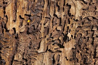 Spruce bark with feeding track from the bark beetle (Ips typographus)