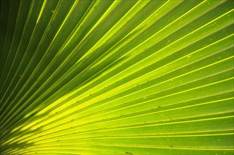 Palm frond (Arecaceae)