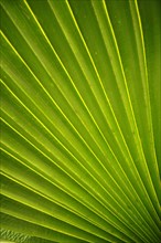 Palm frond (Arecaceae)