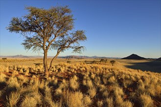 Camel Thorn Tree (Acacia erioloba) in the NamibRand Nature Reserve