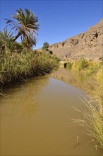 Date palm and water in Iherir Canyon