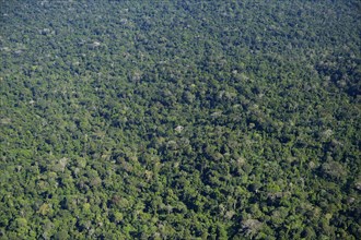 Amazon rainforest between Itaituba and Trairao