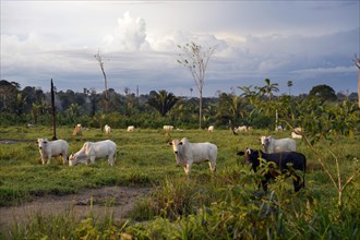 Cattle on a pasture in a cleared area