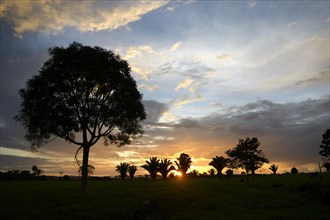 Sunset over a cleared area or pasture