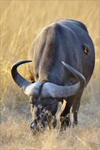 African Buffalo or Cape Buffalo (Syncerus caffer)