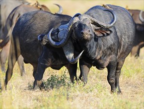 African Buffaloes or Cape Buffaloes (Syncerus caffer)