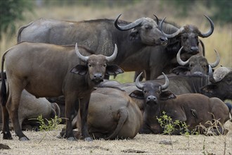 African Buffaloes or Cape Buffaloes (Syncerus caffer) herd with young