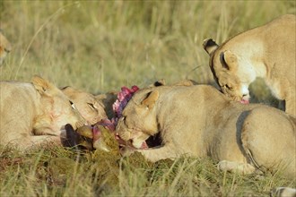 Lionesses (Panthera leo) feeding at the kill