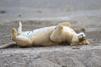 Lioness (Panthera leo) lying on her back