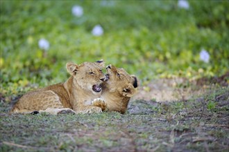 Young lions (Panthera leo)