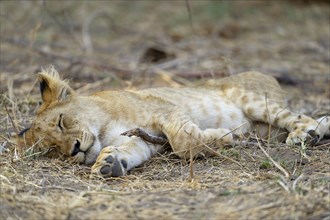 Young lion (Panthera leo)