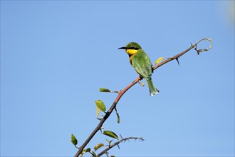 Little bee-eater (Merops pusillus) on a branch