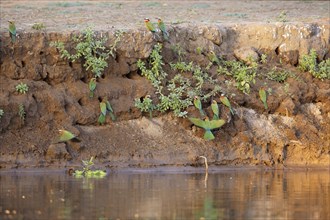 White-fronted bee-eater (Merops bullockoides) colony on river bank