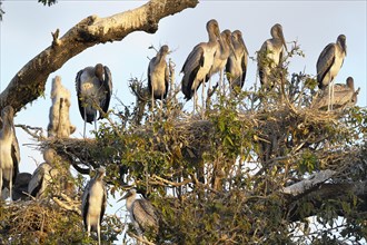 Yellow-billed stork (Mycteria ibis)