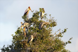 Yellow-billed stork (Mycteria ibis)