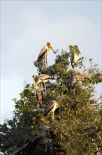 Yellow-billed stork (Mycteria ibis)