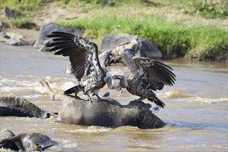 Ruppell's Vulture (Gyps rueppelli) on wildebeest carcass