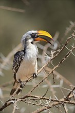 Eastern Yellow-billed Hornbill (Tockus flavirostris)