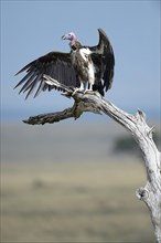 Lappet-faced Vulture (Aegypius tracheliotus) drying its wings