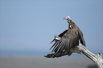 Lappet-faced Vulture (Aegypius tracheliotus) drying its wings
