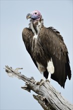 Lappet-faced Vulture (Aegypius tracheliotus)