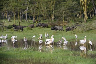Great White Pelicans (Pelecanus onocrotalus) with Yellow-billed Storks