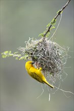 Holub's Golden Weaver (Ploceus xanthops) at the nest