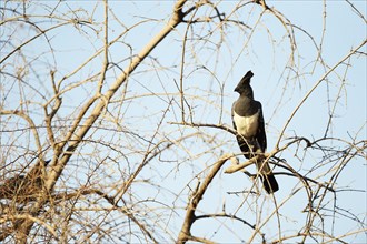 White-bellied Go-away-bird (Corythaixoides leucogaster) perched in bare tree