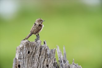 Red-throated wryneck (Jynx ruficollis)