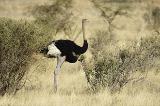 Somali Ostrich (Struthio molybdophanes)